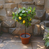 Potted Artificial Lemon Tree 43cm - Front View