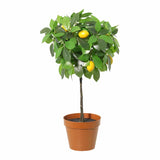 Potted Artificial Lemon Tree 43cm - Side View