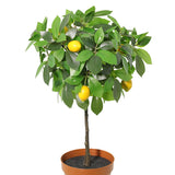 Potted Artificial Lemon Tree 43cm - Top-Down View