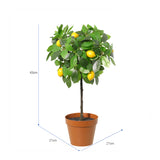 Potted Artificial Lemon Tree 43cm - 45-Degree Angle