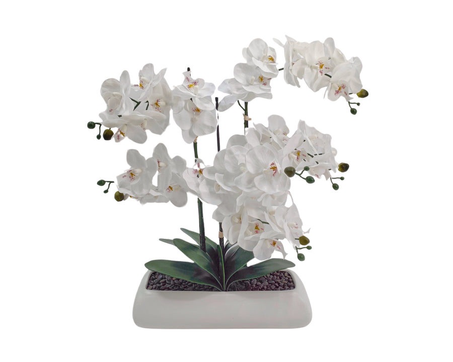 White Orchid In Rectangle Ceramic Pot 56x61cm