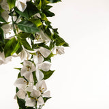 Hanging White Artificial Bougainvillea Plant UV Resistant 90cm - Side View