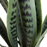 Artificial Snake Plant Sansevieria UV Resistant 60cm - Top-Down View