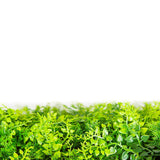 Mediterranean Fern Vertical Garden / Green Wall UV Resistant SAMPLE - Top-Down View