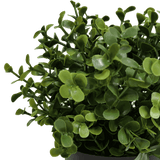Small Potted Artificial Buxus Plant UV Resistant 20cm - Side View