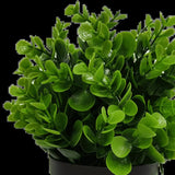 Small Potted Artificial Peperomia Plant UV Resistant 20cm - Side View