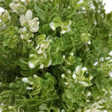 Small Potted Artificial White Jade Plant UV Resistant 20cm - Side View