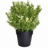 Small Potted Artificial White Jade Plant UV Resistant 20cm - Top-Down View