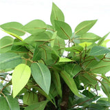 Premium Bushy Potted Artificial Ficus Tree 140cm - Side View