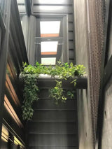 Mixed White and Green Hanging Philodendron Bush 80cm - Front View