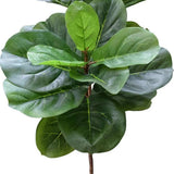 Tall Artificial Fiddle Leaf Fig 170cm - Side View