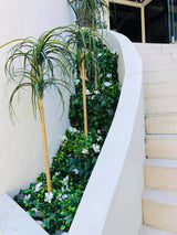 White Flowering Jasmine Stem UV Resistant 30cm - Top-Down View