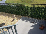 Double Sided Ivy Rolls 3m X 1m