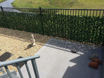 Double Sided Ivy Rolls 3m X 1m