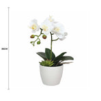 Potted Single Stem White Phalaenopsis Orchid with Decorative Pot 35cm