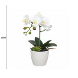 Potted Single Stem White Phalaenopsis Orchid with Decorative Pot 35cm - Front View