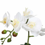 Potted Single Stem White Phalaenopsis Orchid with Decorative Pot 35cm - Side View