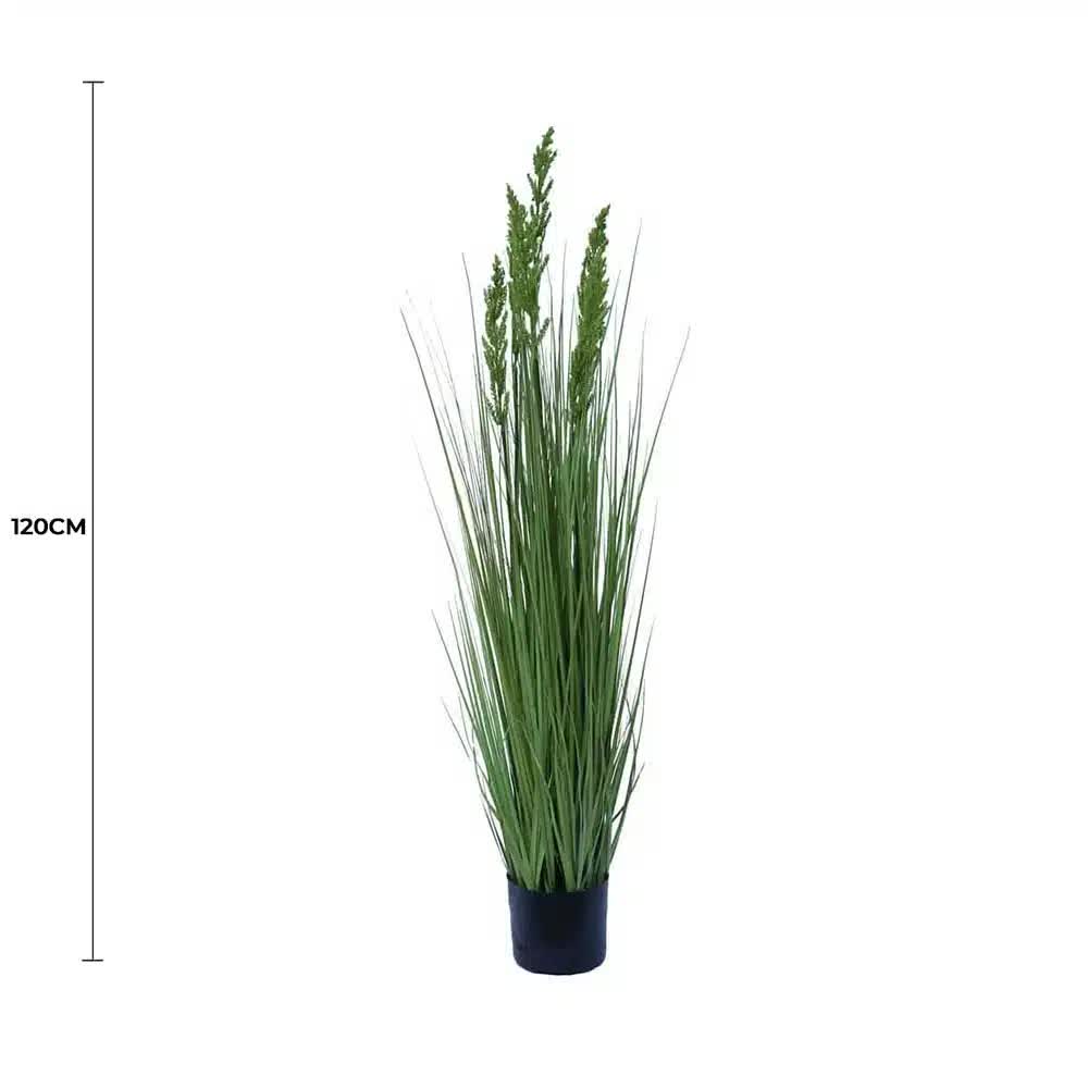 Flowering Native Grass 120cm