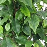 Artificial Potted Ficus Tree 160cm - Top-Down View