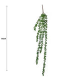 Hanging Succulent String Of Pearl Beads 75cm - Front View
