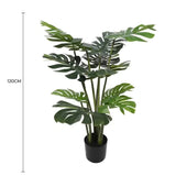 Split Philodendron Monstera Deliciosa (Split Leaf) 120cm - Front View