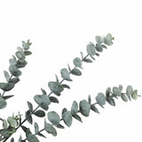Long Artificial Eucalyptus Stem 77cm - Top-Down View