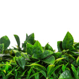 Jungle Fern Vertical Garden / Green Wall UV Resistant 1m X 1m