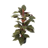 Artificial Wide Leaf Cordyline Plant 90cm - Front View