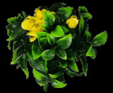 Flowering Yellow Rose Stem UV Resistant 30cm - Side View