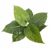 Artificial Potted Taro Plant / Elephant Ear 55cm - Side View