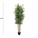 Large Custom Made Ficus Tree 250cm - Front View