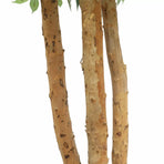 Large Custom Made Ficus Tree 250cm