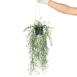 Artificial Hanging Pearls (Potted) 56cm UV Resistant - Top-Down View