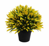 Hanging Basket, Ferns, and Small Potted Plant Bundle