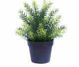 UV Treated 20cm Small Potted Plants Bundle - Side View