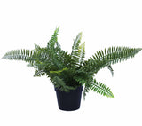 UV Treated 20cm Small Potted Plants Bundle - Top-Down View