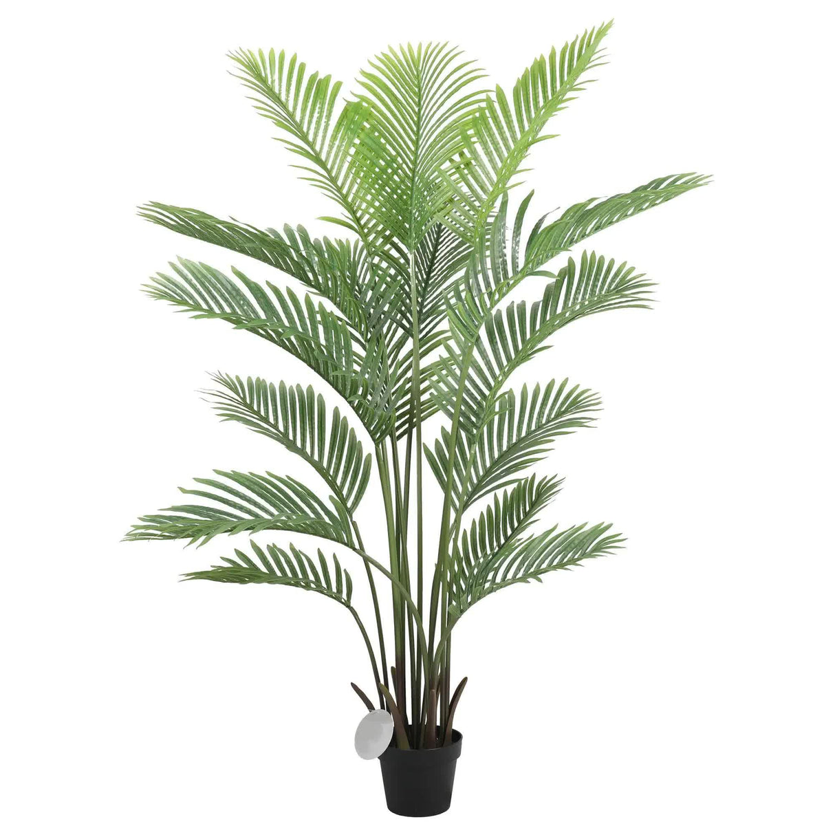 Premium Areca Palm Tree and Render Pot Bundle