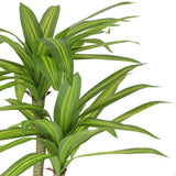Artificial Multi Head Dracaena Tree with Mixed Green Leaves (Real Touch) 130cm - Top-Down View
