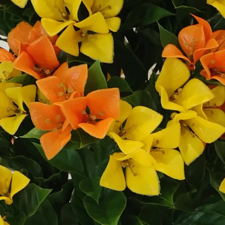 Flowering Yellow and Orange Bougainvillea Tree 120cm UV Resistant