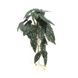 Artificial Begonia Maculata Plant In Decorative Bowl 30cm
