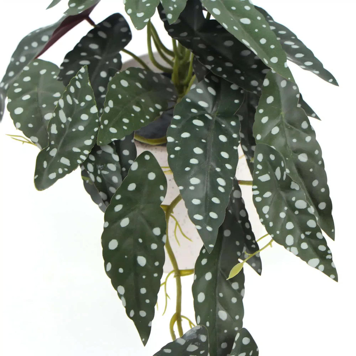 Artificial Begonia Maculata Plant In Decorative Bowl 30cm