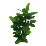 Premium Artificial Cordyline Fructicosa Green / Ti Plant 90cm - Front View