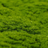 Fresh Natural Green Artificial Moss / Green Wall UV Resistant 1m x 1m - Side View