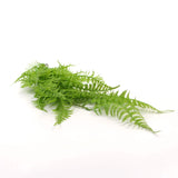 Hanging Fresh Green Boston Fern UV Resistant 80cm - Top-Down View