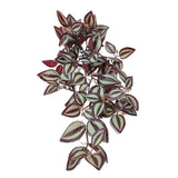 Artificial Hanging / Draping Burgundy Tradescantia Zebrina 42cm - Front View
