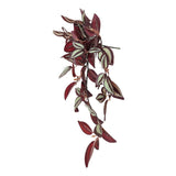 Artificial Hanging / Draping Burgundy Tradescantia Zebrina 42cm - 45-Degree Angle