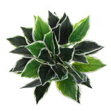 Dense Potted Artificial Calathea Plant 35cm - Side View