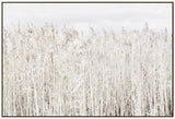 Pampas Grass Framed Canvas Wall Art 120cm - Front View