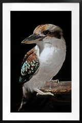 Mystery Kookaburra Artwork Framed W Glass Front 80x120cm