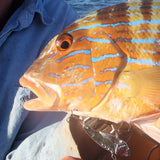 Finesse Feather Blade, Chartreuse, 55mm,  2 Pack - Front View